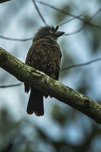 Grey-throated barbet